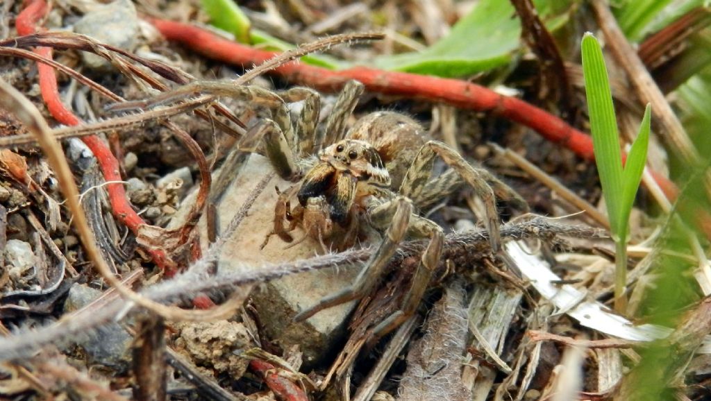 Hogna radiata e Argiope bruennichi - Capranica (VT)